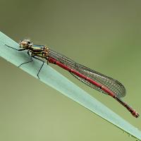 Large Red Damselfly 4 